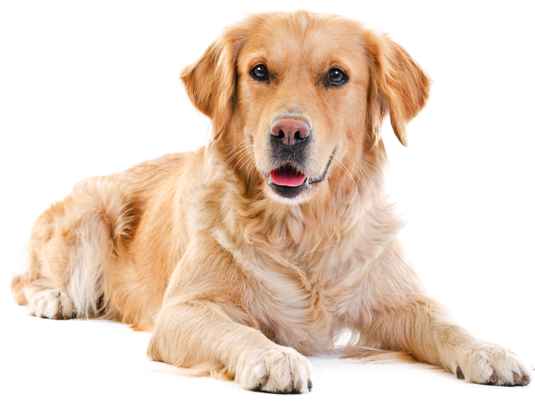 Labrador Retriever Png - Labrador Png, Transparent Png PNG with transparent background