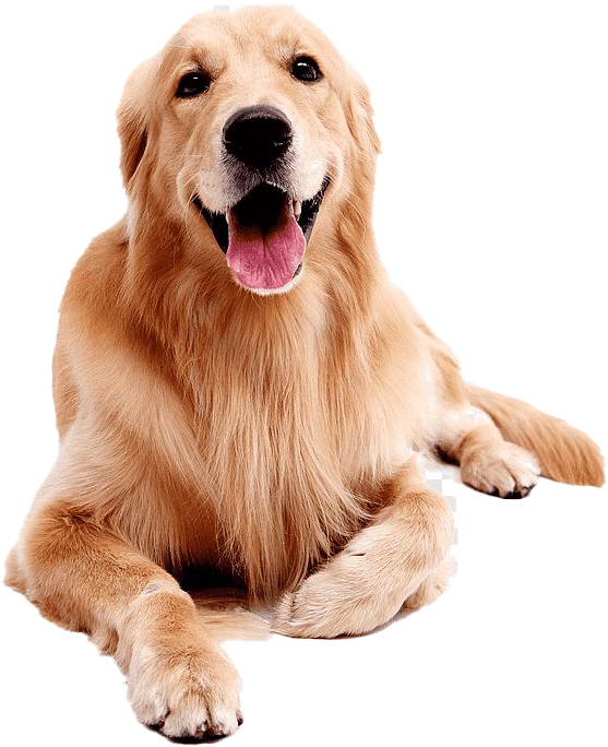 Labrador Retriever Png Picture - Labrador Golden Retriever Png, Transparent Png PNG with transparent background
