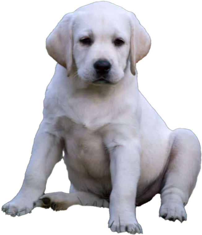 Labrador Retriever Puppy Png Images - Labrador Retriever, Transparent Png PNG with transparent background