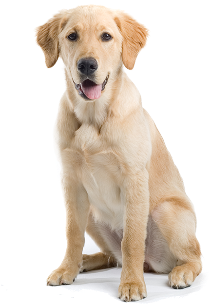 Labrador Retriever Sitting Down, HD Png Download PNG with transparent background