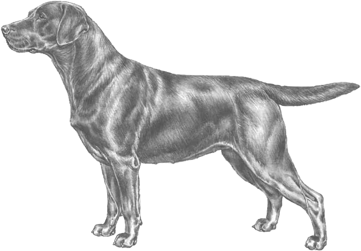Labrador Retriever Standard, HD Png Download PNG with transparent background