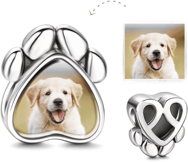 Labrador Retriever , Transparent Cartoons - Labrador Retriever, HD Png Download PNG with transparent background