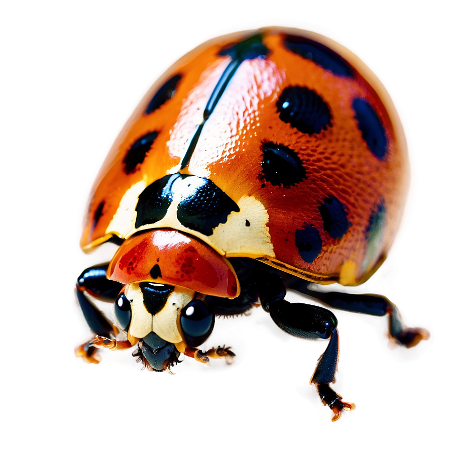 Ladybird Beetle Png Gqb