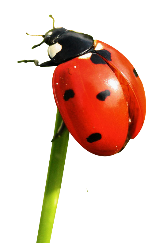 Ladybug Clingingto Green Stem