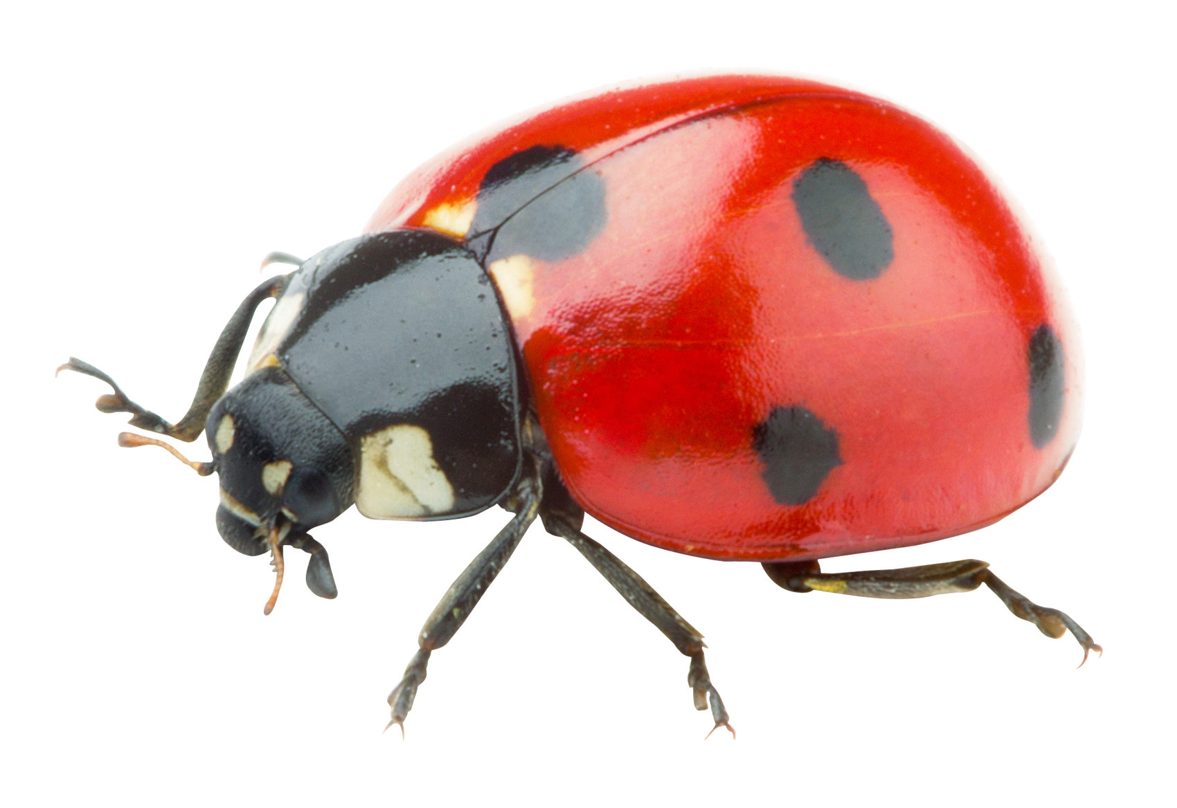 Ladybug Close Up Transparent Background