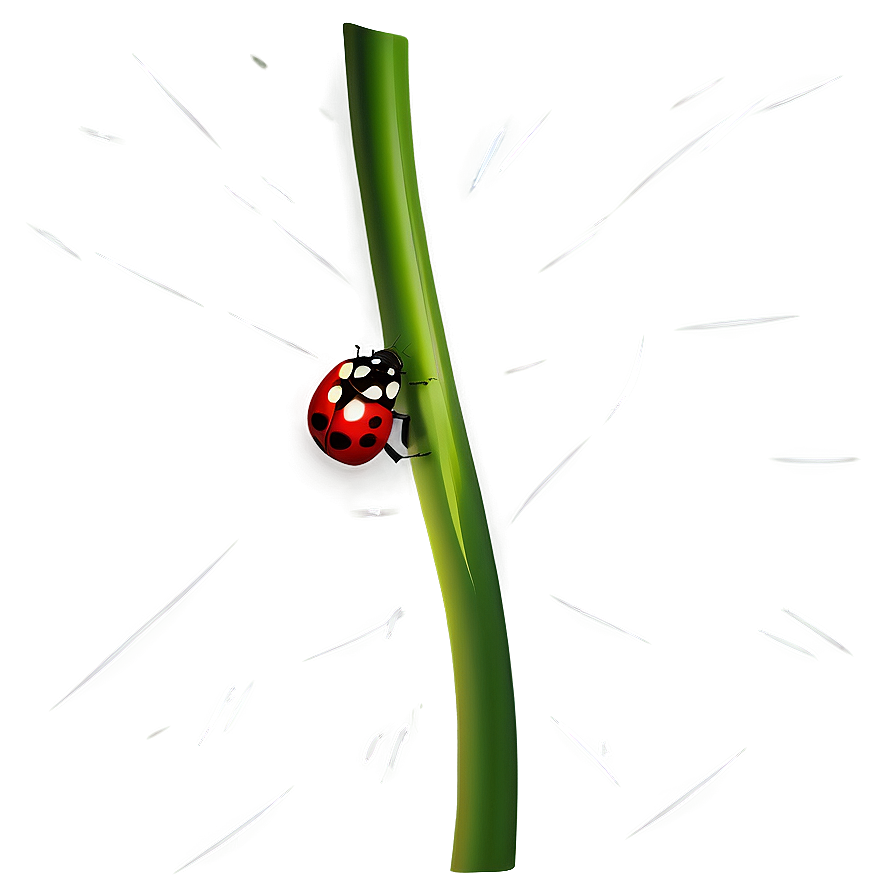 Ladybug Illustration Png 05242024