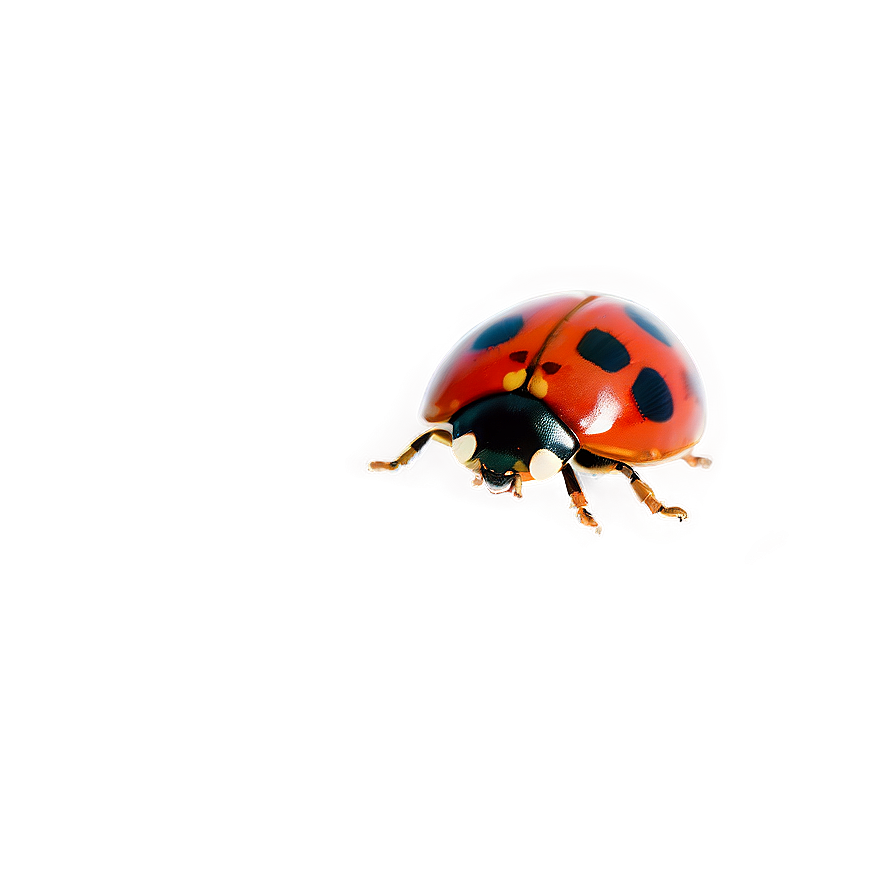 Ladybug In Motion Png 27