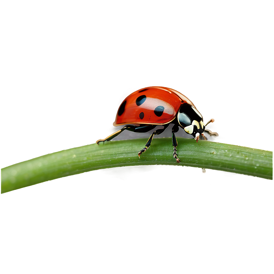 Ladybug In Natural Habitat Png 05242024