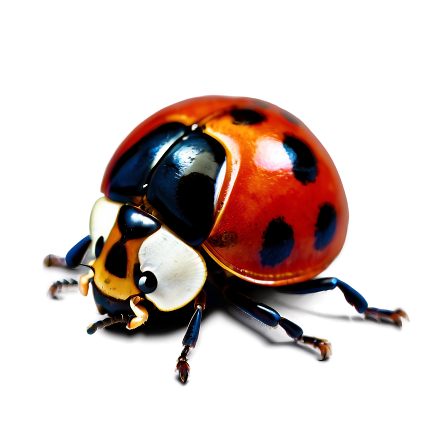 Ladybug Side View Png 98