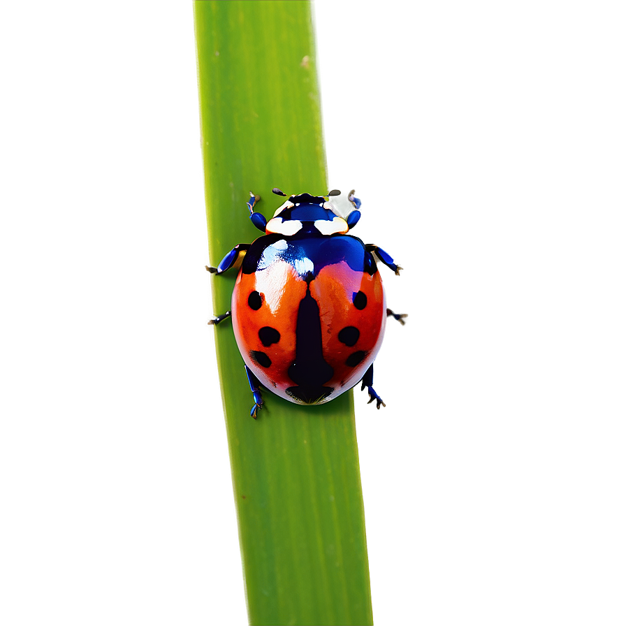 Ladybug Wildlife Photo Png Dvb