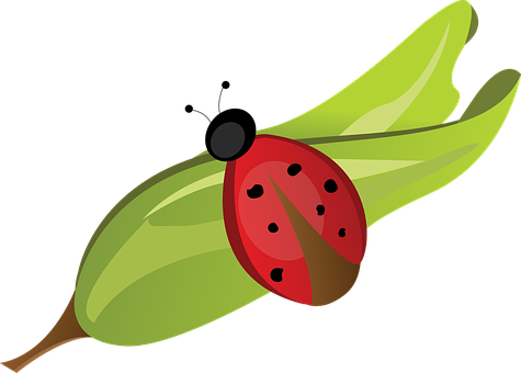 Ladybugon Green Leaf PNG with transparent background
