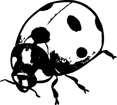 Ladybugon Leaf.jpg PNG with transparent background