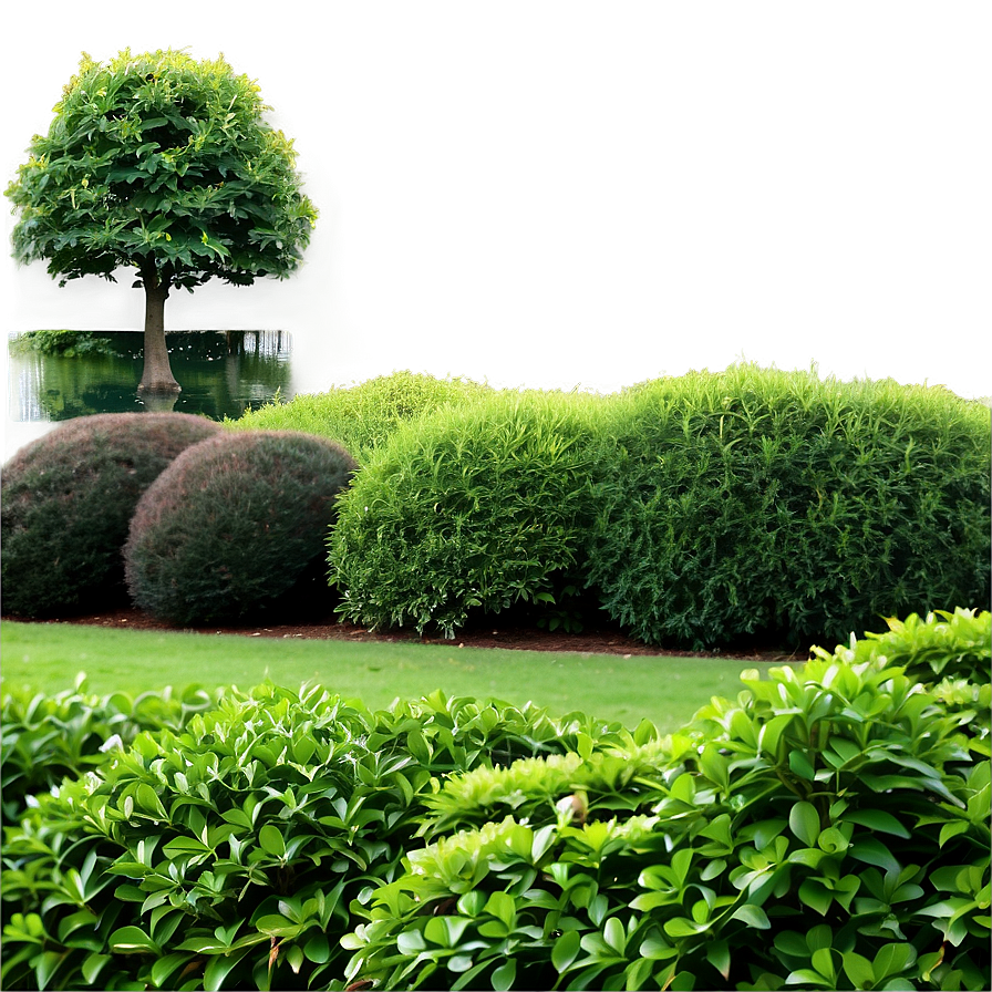 Landscaping Shrubs PNG xvc PNG image with a transparent background, free high-resolution download