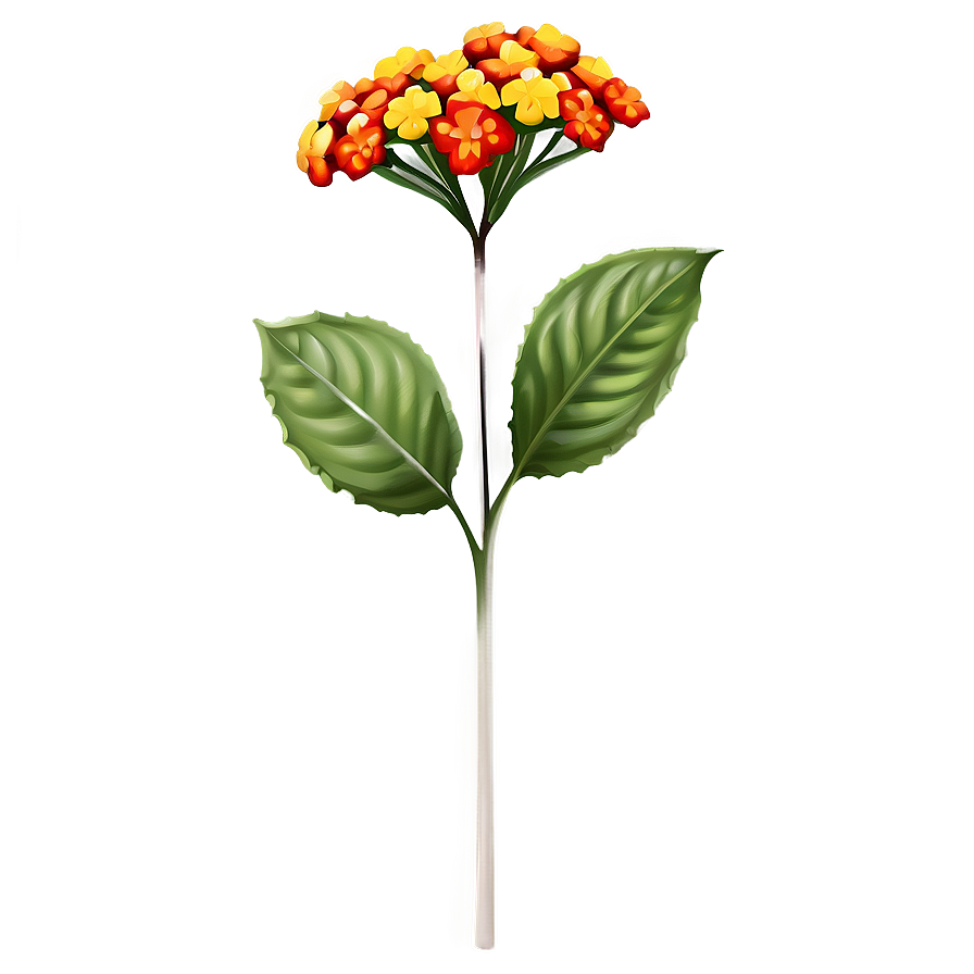 Lantana Flower Illustration Png 05252024