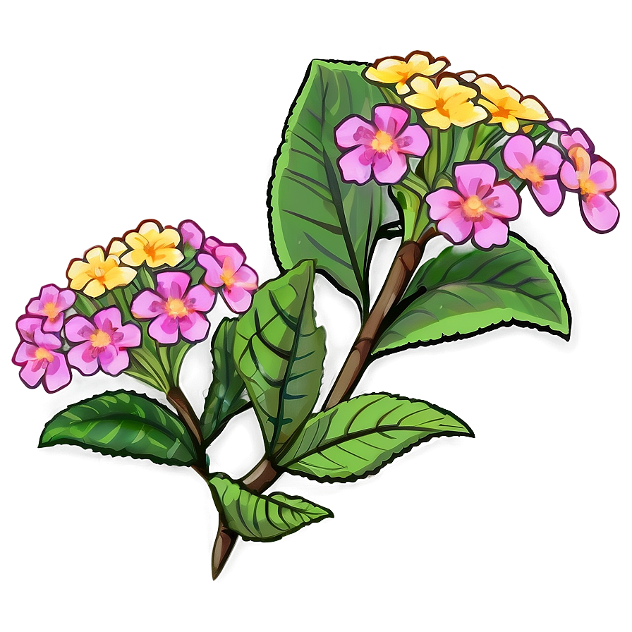 Lantana Flower Illustration Png Uhd1