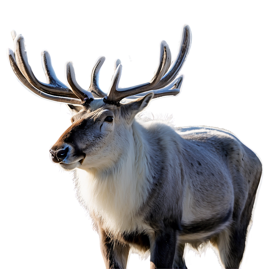 Lappish Reindeer Finland PNG 06232024 PNG with transparent background