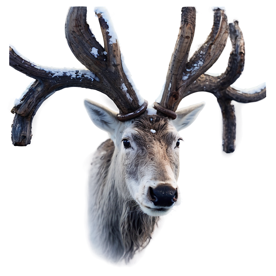 Lappish Reindeer Finland PNG ipf54 PNG with transparent background