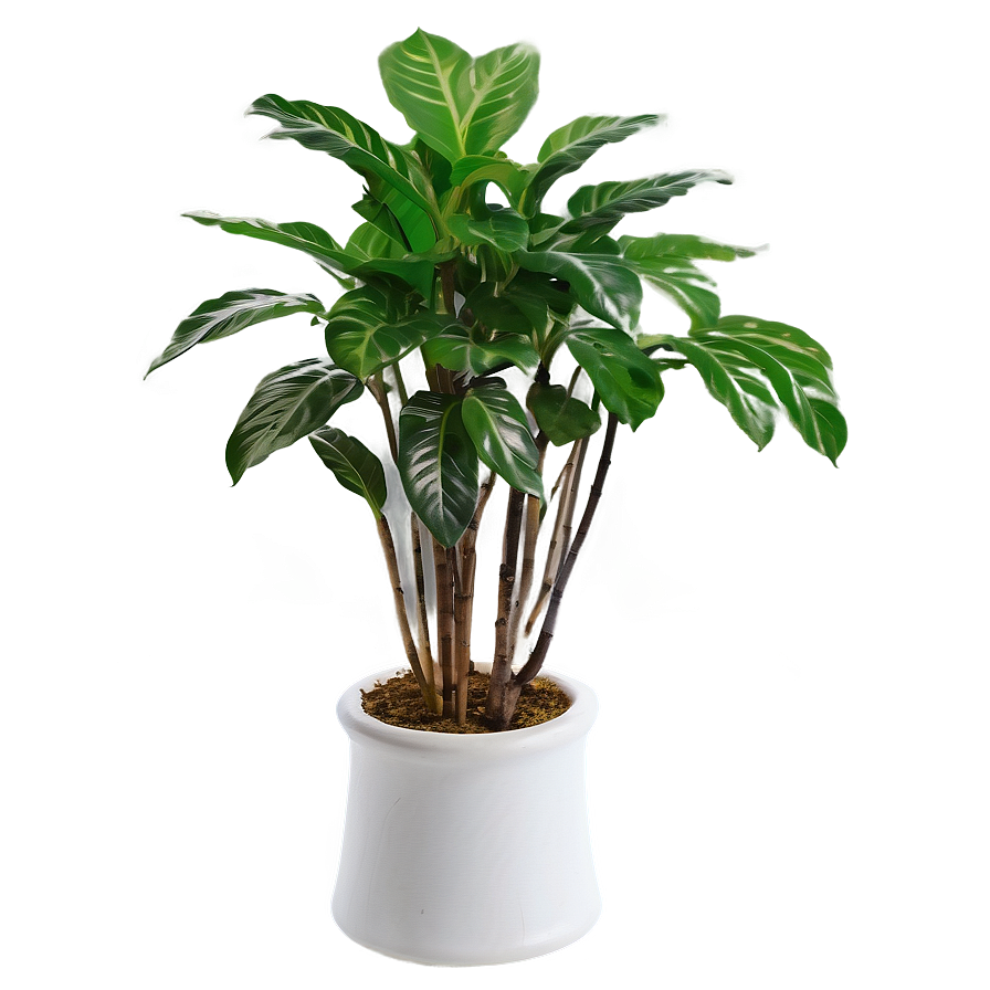 Large Floor Plant Png Ngi83