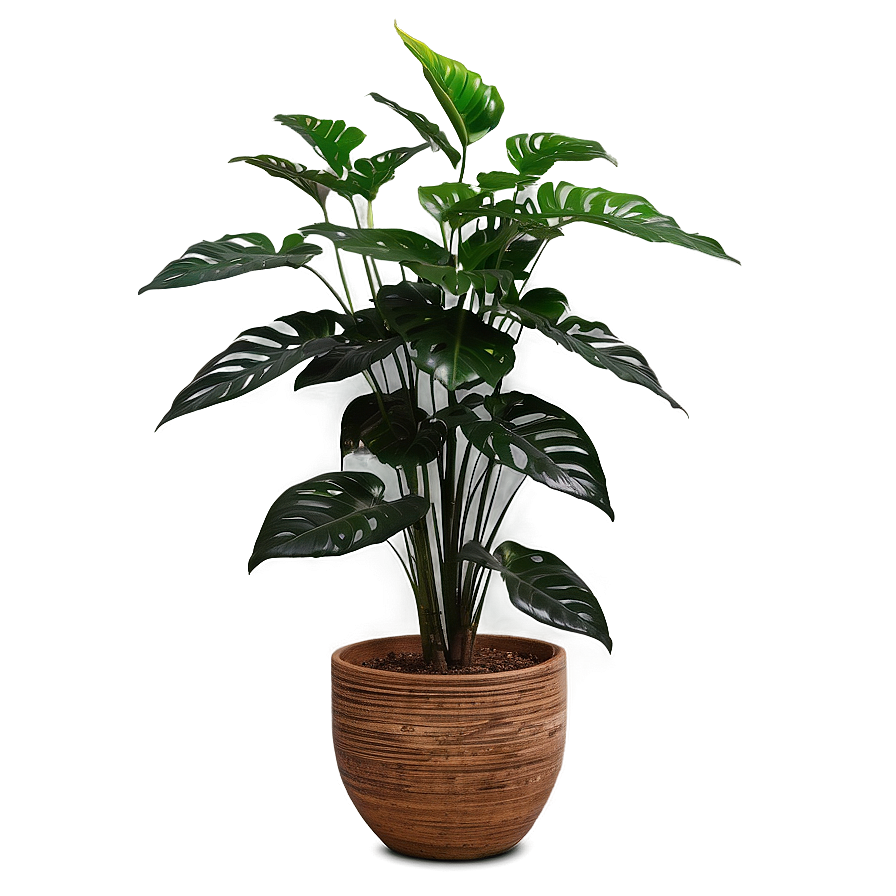 Large Floor Plant Png Qmo