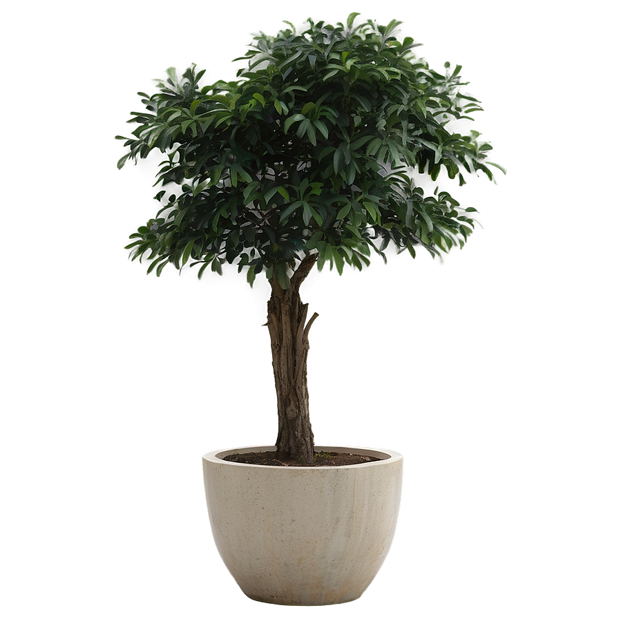 Large Potted Trees Png 56