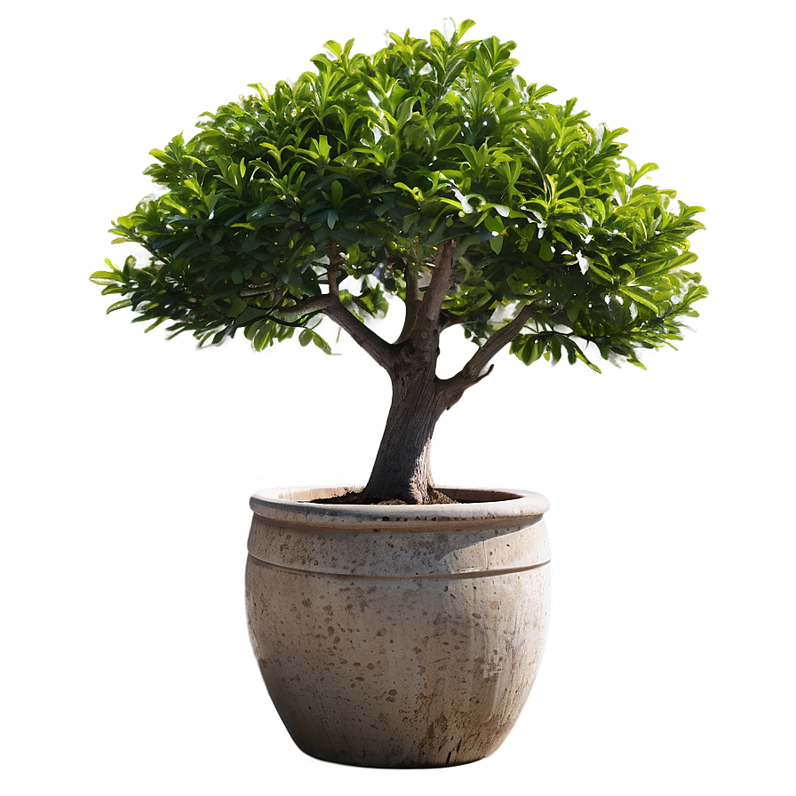 Large Potted Trees Png Mwk30