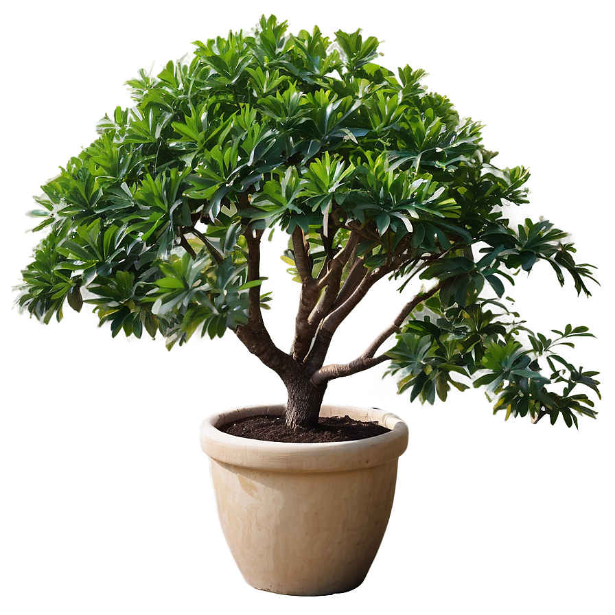 Large Potted Trees PNG ums20 PNG image with a transparent background, free high-resolution download