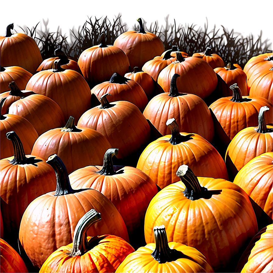 Large Pumpkin Patch PNG dtq46 PNG with transparent background