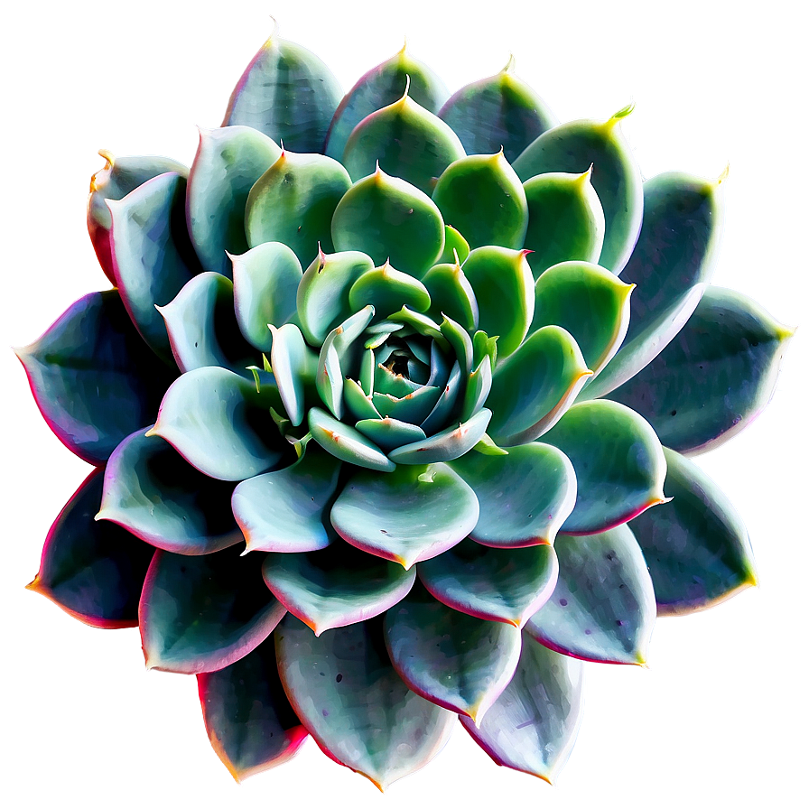 Large Succulent Plants Png 38