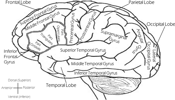 Lateral View Brain Lobesand Gyri PNG with transparent background
