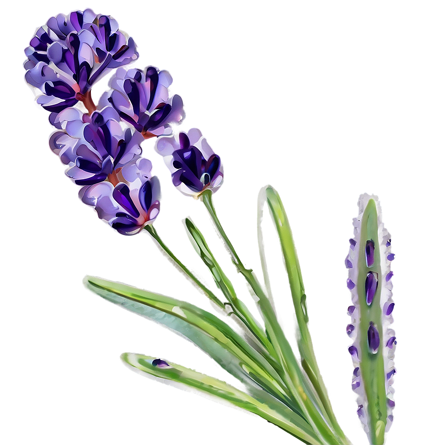 Lavender Aromatherapy Flowers Png Lko