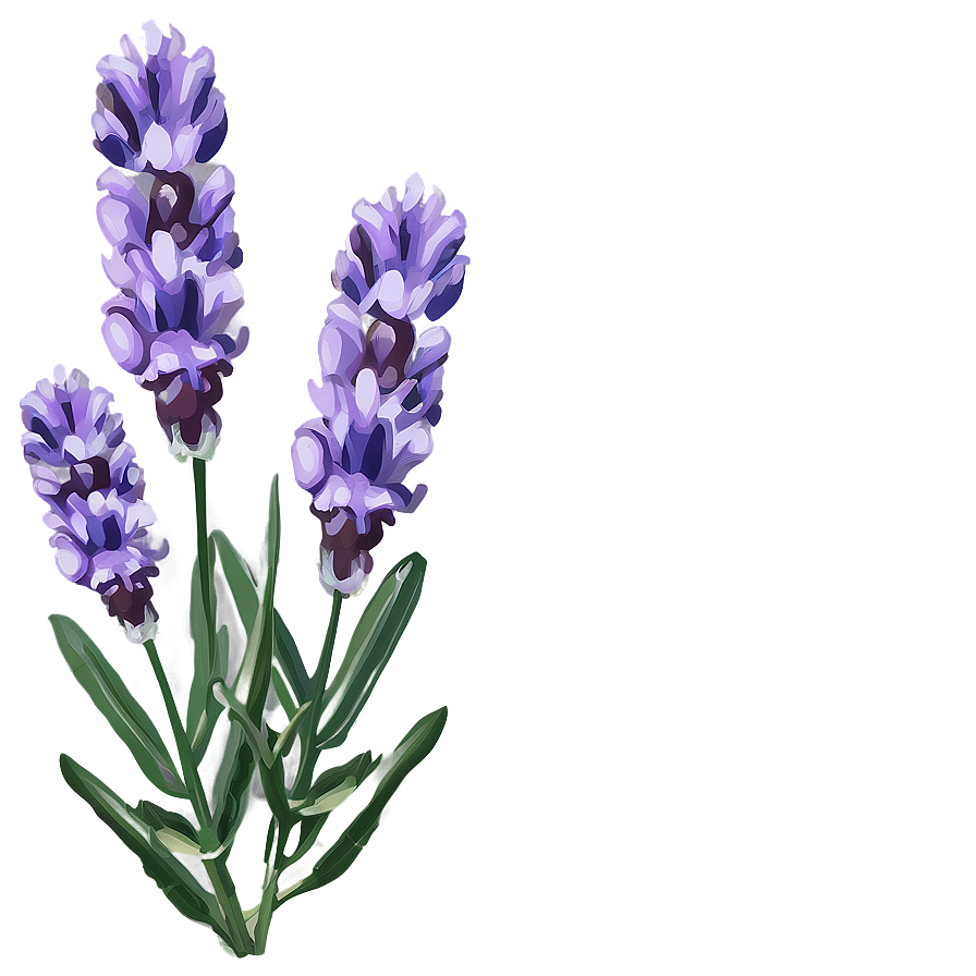 Lavender Beauty Flower Png 45