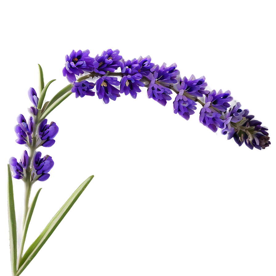 Lavender Beauty Flower Png Atd