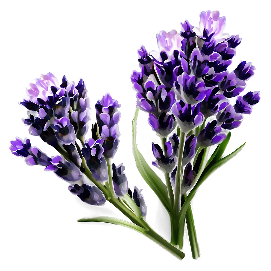 Lavender Beauty Flower Png Tnn77