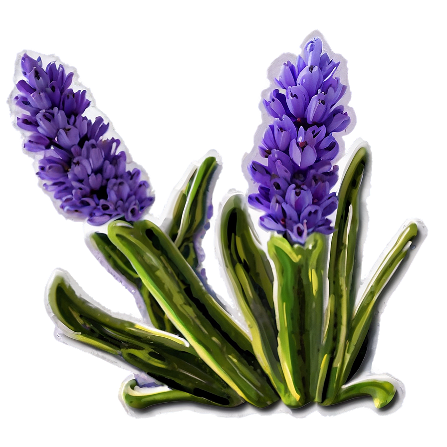 Lavender Bloom Png Oln