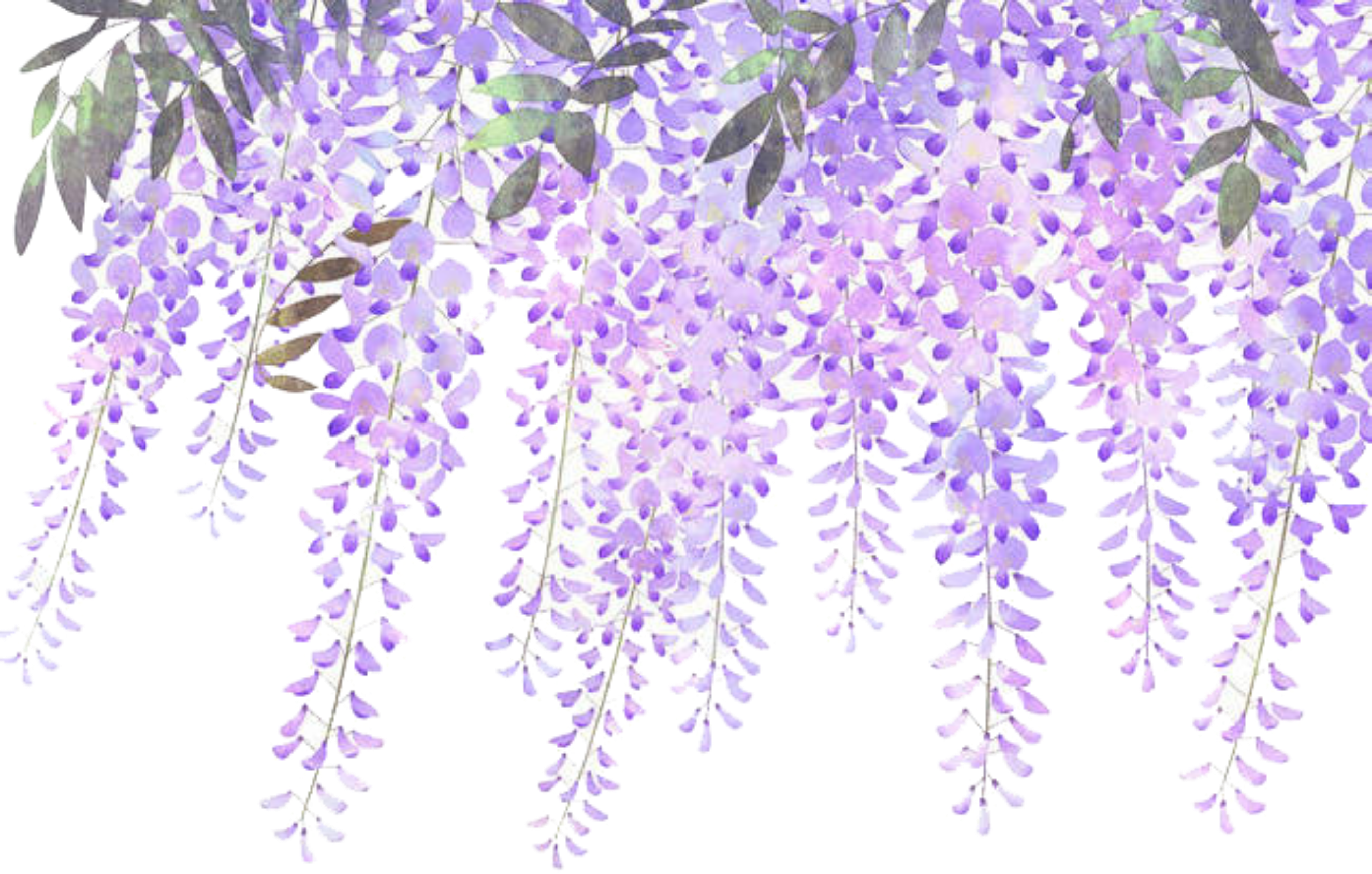 Lavender Blooms Transparent Background