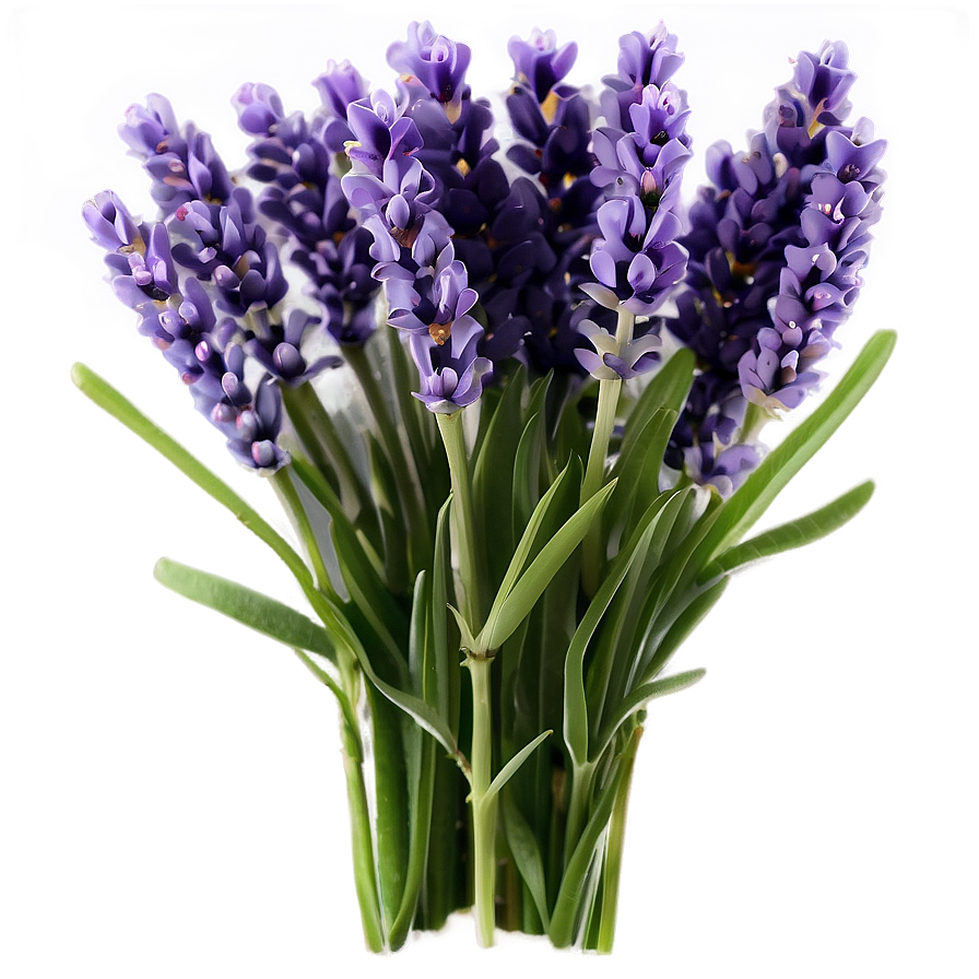 Lavender Bouquet Png Jva