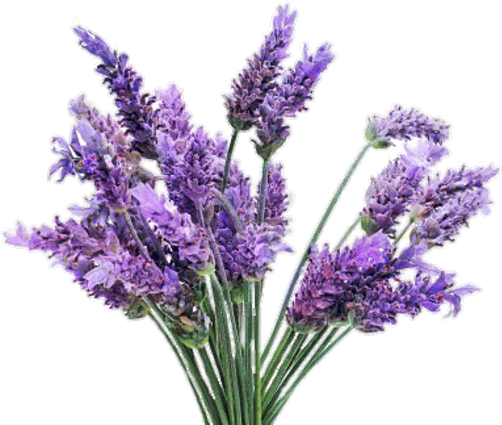 Lavender Bouquet Transparent Background PNG with transparent background