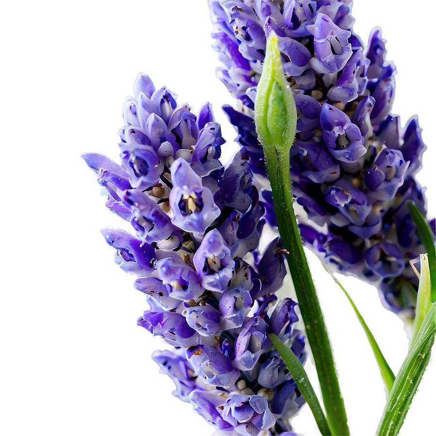 Lavender Buds Close-up Png Srt