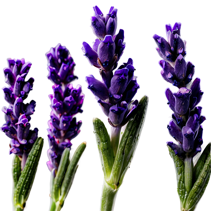 Lavender Buds Close-up Png Vsn