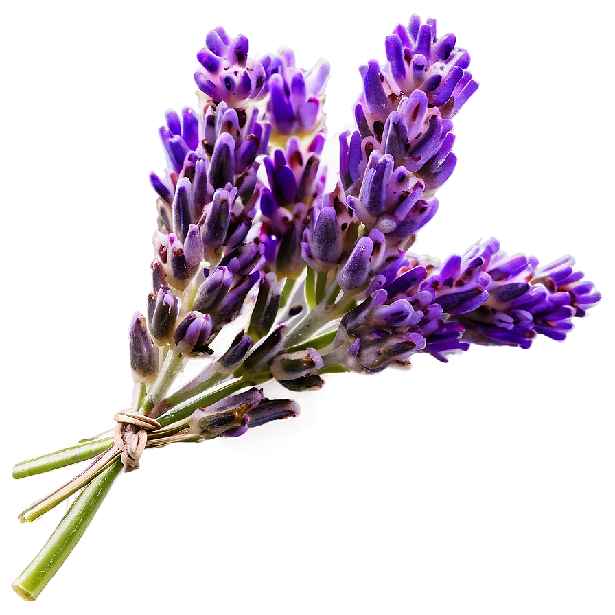 Lavender Cluster Png Bkq