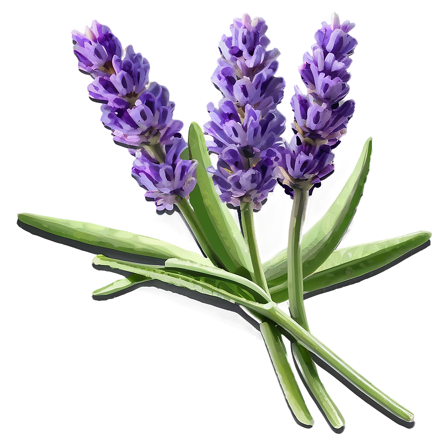 Lavender Culinary Herb Png 06282024