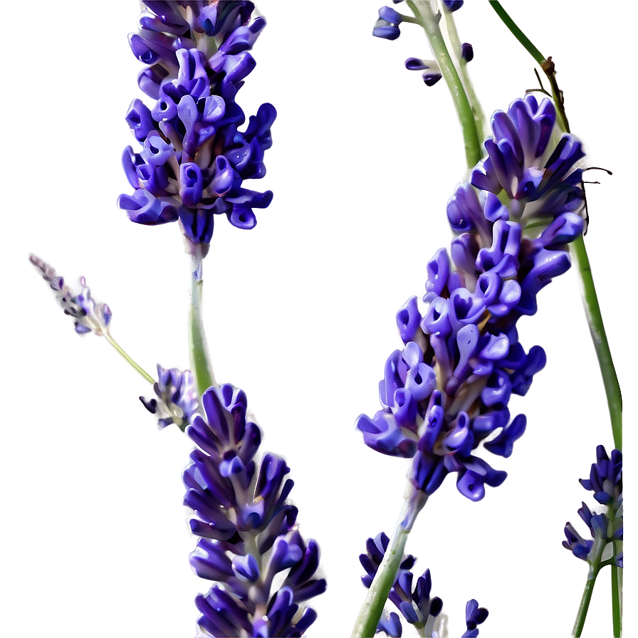 Lavender Culinary Herb Png Ehs71