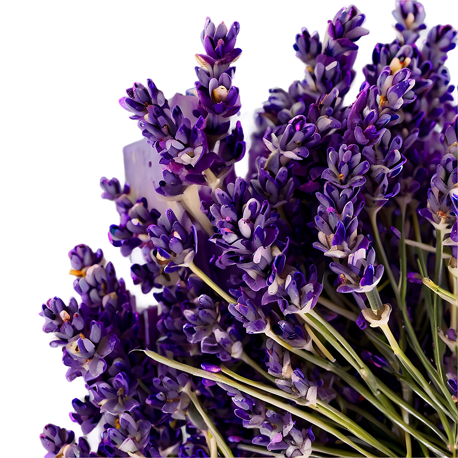 Lavender Farm Fresh Png 83