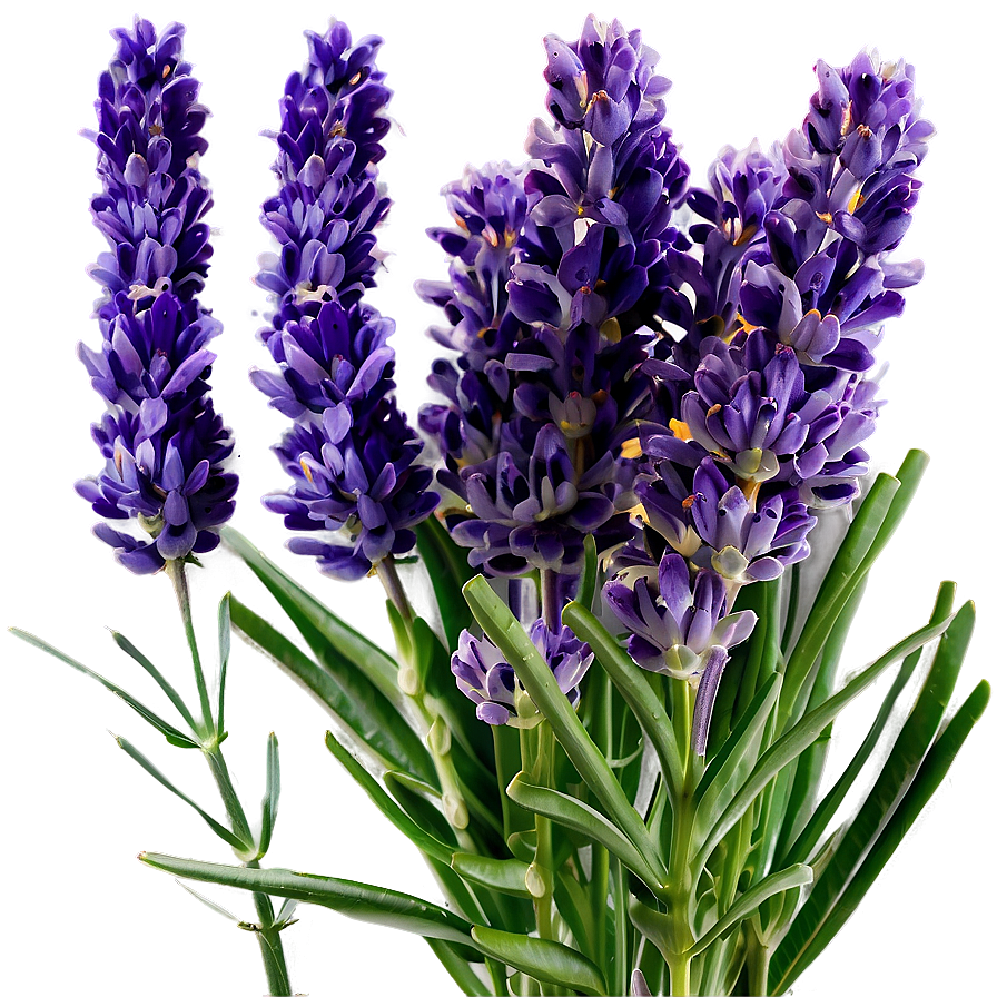 Lavender Farm Fresh Png Krl