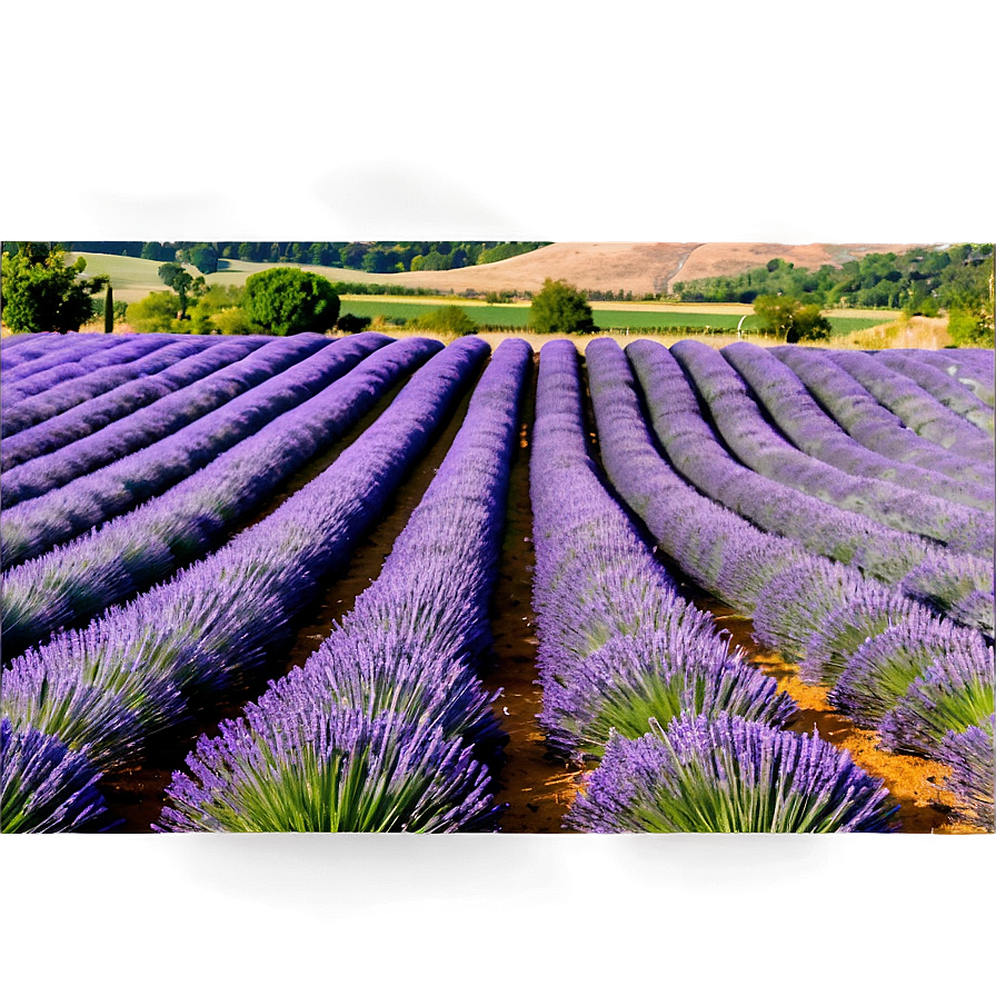 Lavender Farm Landscape Png 06132024