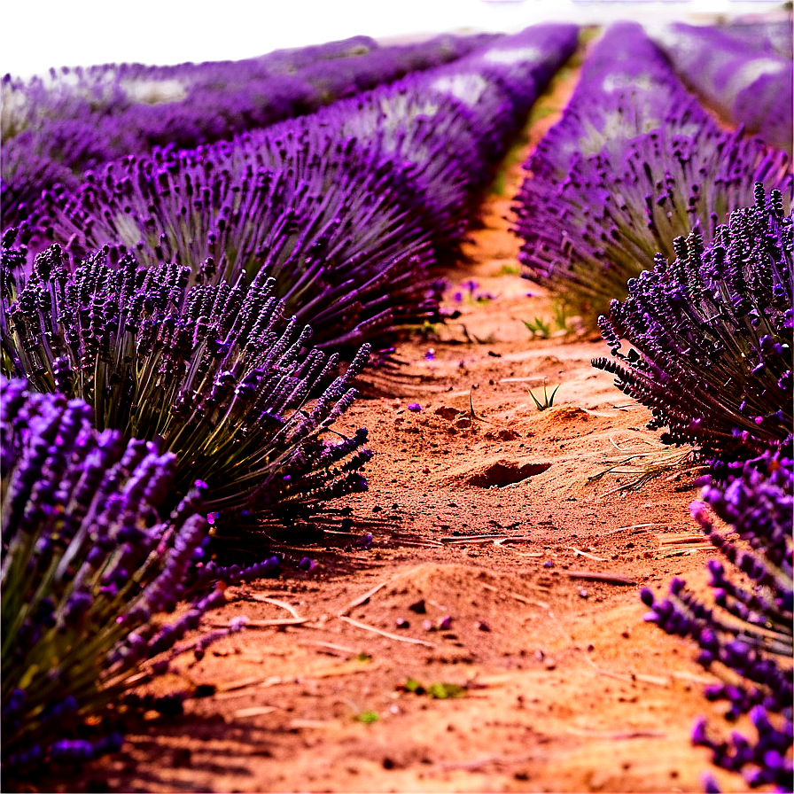 Lavender Field Path PNG 06202024 PNG with transparent background