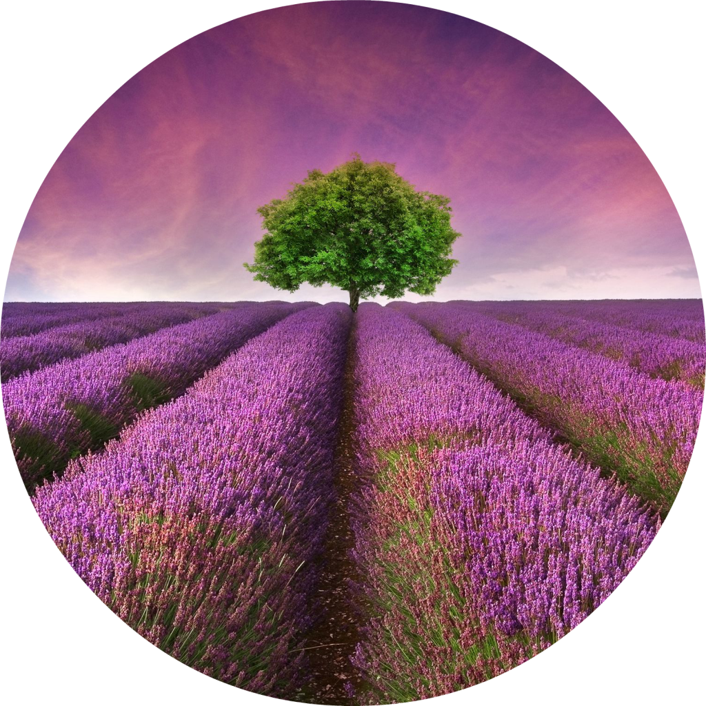 Lavender Field Solitary Tree PNG with transparent background