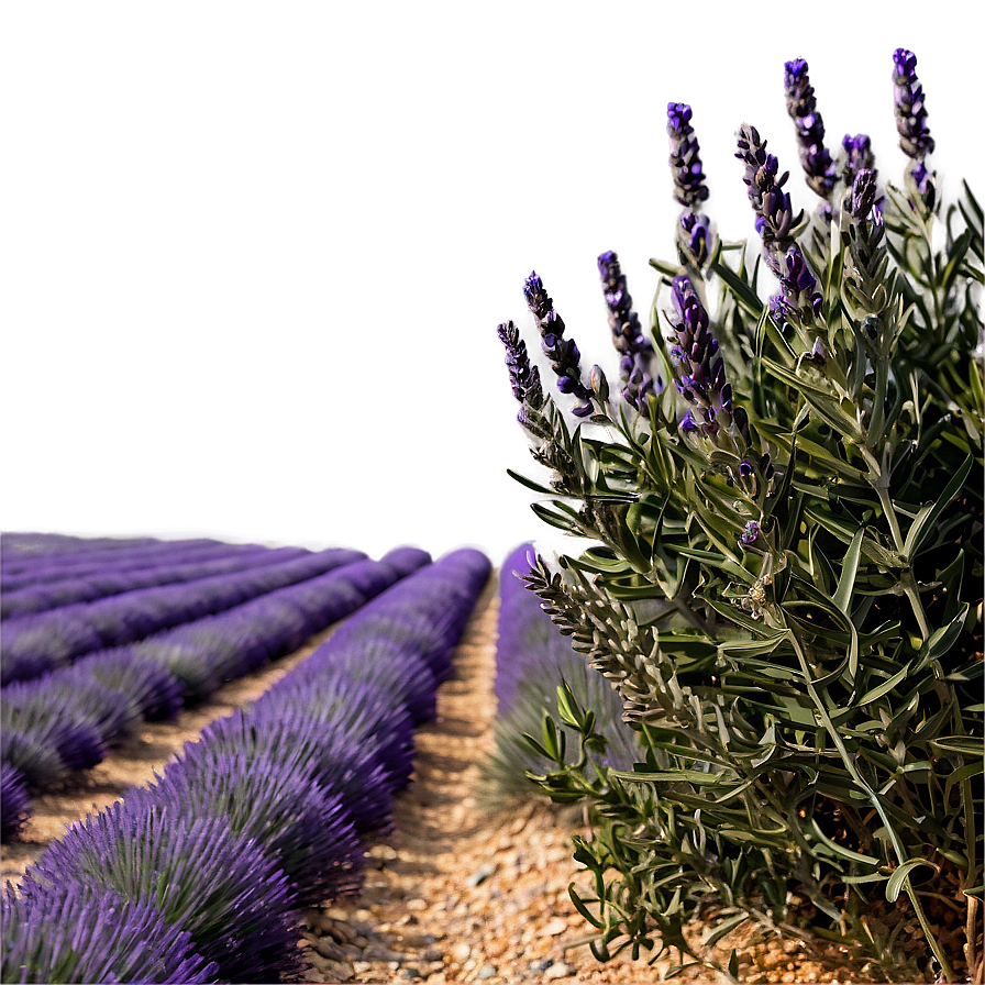 Lavender Fields Provence Png 06112024