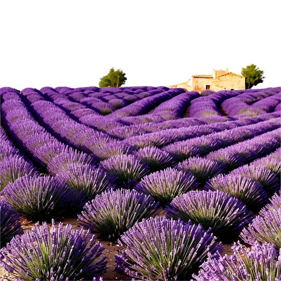 Lavender Fields Provence Png Bmx66