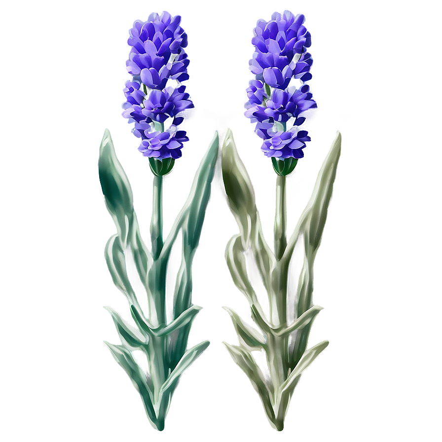 Lavender Flower Label Png Fll8